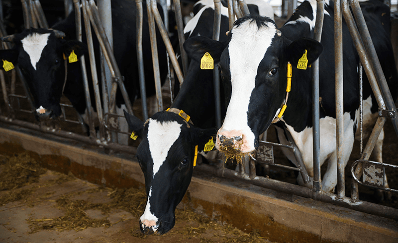 グリーンヴァレーで飼育されている乳牛たち