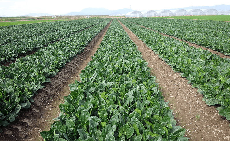 北海道農場。雄大な敷地と太陽の恵みをたくさん受けて野菜作りに励んでおります。