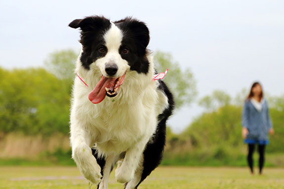 「ペットと一緒にワーケーション」が叶う