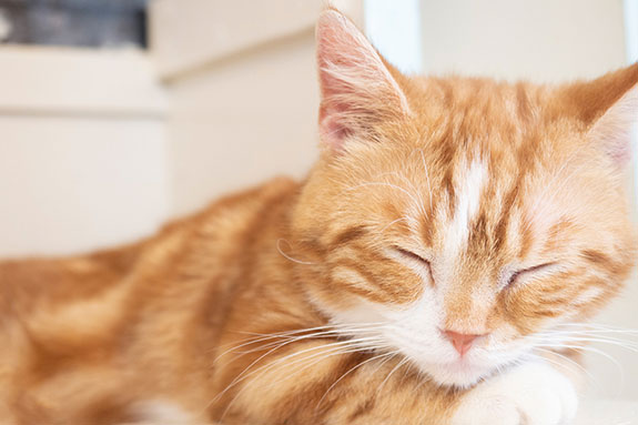 看板猫に会える！ペット連れでも安心の街