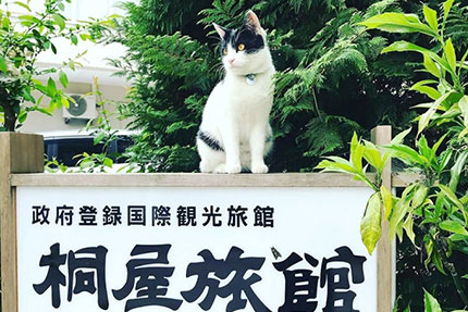 かわいい6匹の看板猫がお出迎え